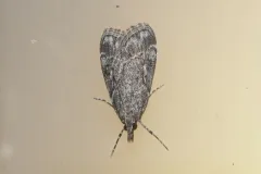 Eudonia torniplagalis thumbnail 1