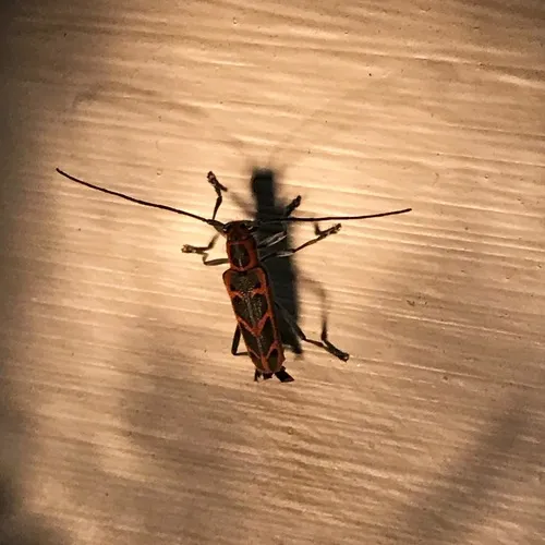 Elm Borer