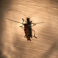Elm Borer thumbnail 1