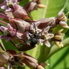 Red-winged Longhorn Beetle thumbnail 1