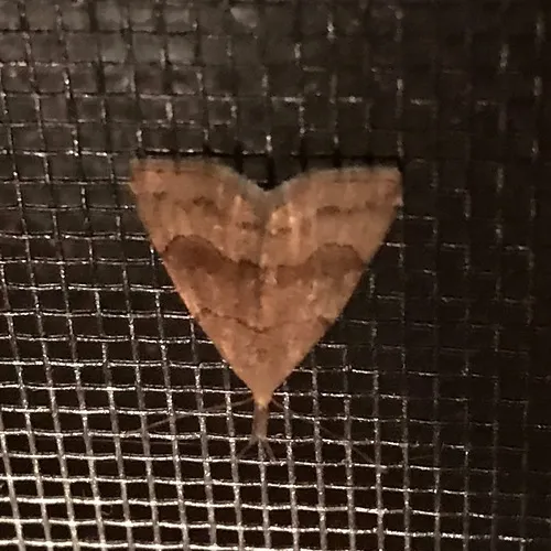 Pale Phalaenostola Moth