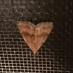 Pale Phalaenostola Moth thumbnail 1