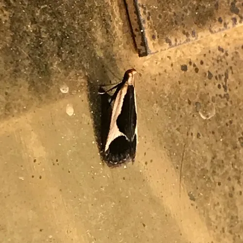 Cream-edged Dichomeris Moth