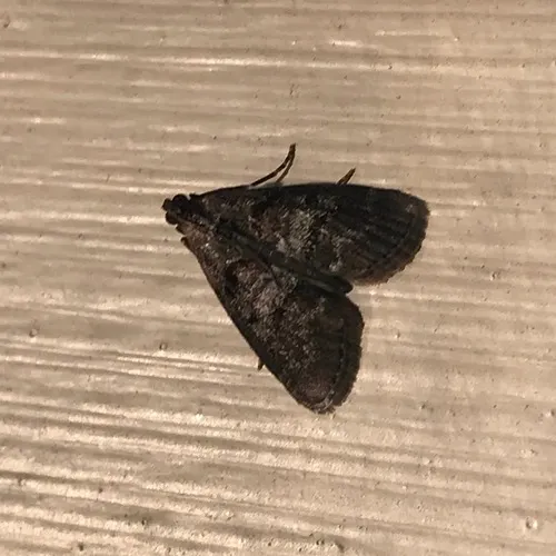 Maple Webworm Moth