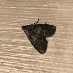 Maple Webworm Moth thumbnail 1