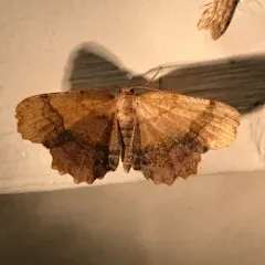Scallop Moth thumbnail 1