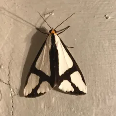 Neighbor Moth thumbnail 2