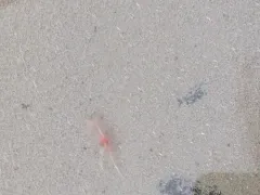 Mono Lake Brine Shrimp thumbnail 2
