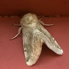 Elder Moth thumbnail 2