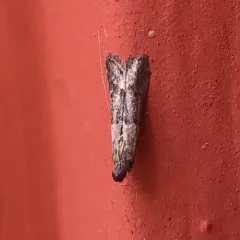 Dusky Raisin Moth thumbnail 3
