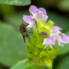 American Snout Fly thumbnail 4