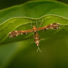 Lobed Plume Moth thumbnail 4