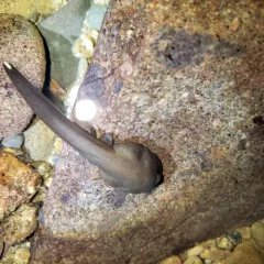 Coastal Tailed Frog thumbnail 2