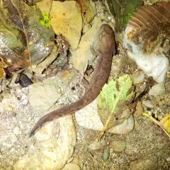 Pacific Giant Salamander thumbnail 2