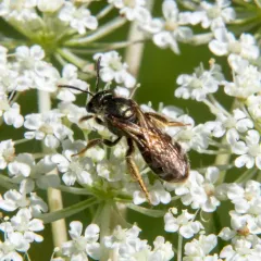 Confusing Furrow Bee thumbnail 4