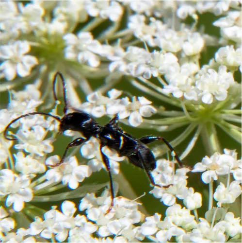 Euderces picipes