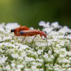 Common Red Soldier Beetle thumbnail 3