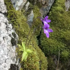 Common Butterwort thumbnail 4