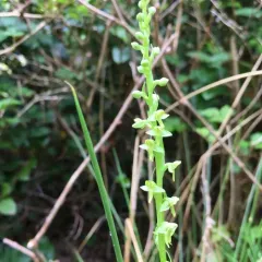 Slender Bog Orchid thumbnail 1