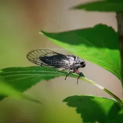 Salmonfly Cicada thumbnail 3