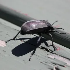 Red-backed Darkling Beetle thumbnail 4