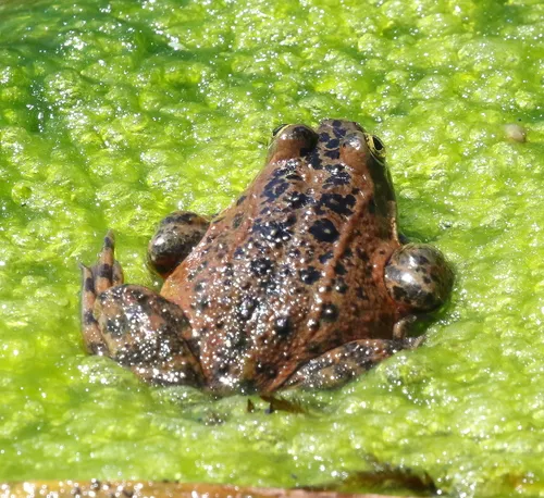 Oregon Spotted Frog