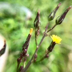 Canada wild lettuce thumbnail 1