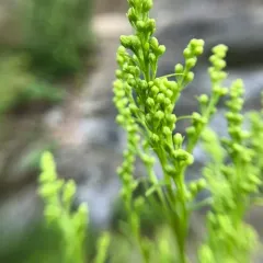 early goldenrod thumbnail 1