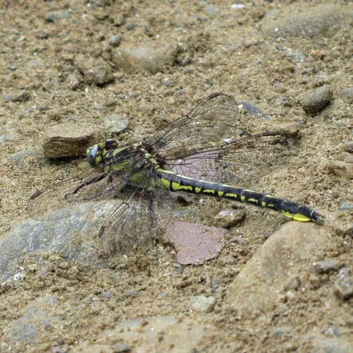 Beaverpond Clubtail