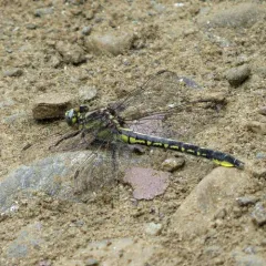 Beaverpond Clubtail thumbnail 1