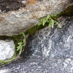 smooth woodsia thumbnail 3