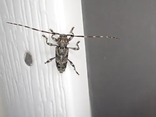 Salt-and-pepper Long-horned Beetle