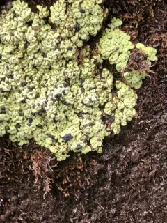 Wahlenberg's Goblin Lights Lichen thumbnail 1