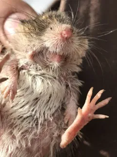 Columbia Plateau Pocket Mouse thumbnail 2