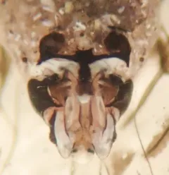 Amphigerontia bifasciata thumbnail 2