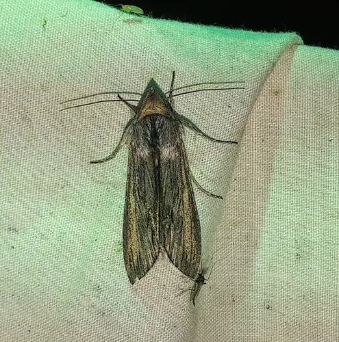 Mountain Hooded Owlet Moth