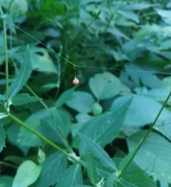 Common Eastern Ray Spider thumbnail 1