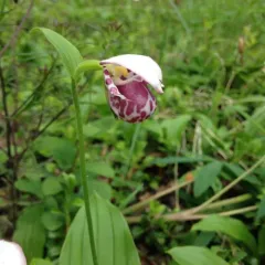 Spotted Lady's Slipper thumbnail 3