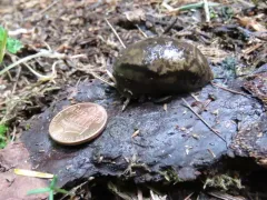 Magnum Mantleslug thumbnail 4