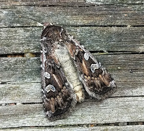 Euxoa manitobana