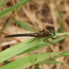 American Emerald thumbnail 1