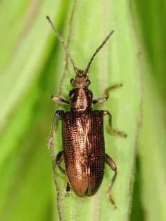 Fulvous-footed reed beetle thumbnail 3
