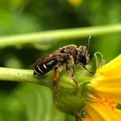 Wilke's Mining Bee thumbnail 4