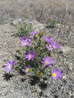 Tahoka daisy thumbnail 2