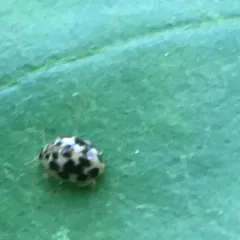 Twenty-spotted Lady Beetle thumbnail 3