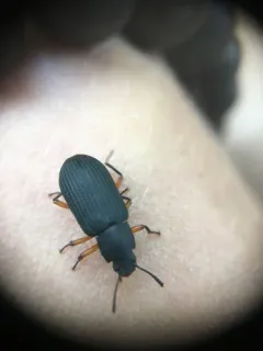 Haplandrus fulvipes thumbnail 2