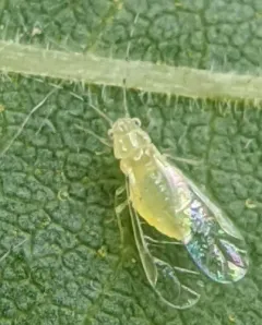 Monellia microsetosa thumbnail 1