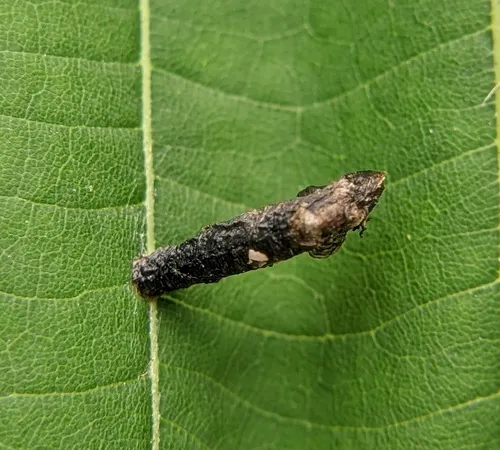 Coleophora tiliaefoliella
