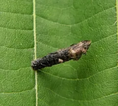 Coleophora tiliaefoliella thumbnail 1