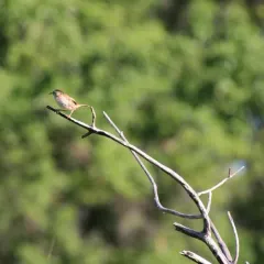 Marsh Wren thumbnail 3